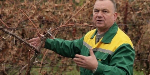 Kako orezati grožđe u jesen - ispravna shema i objašnjenje za početnike
